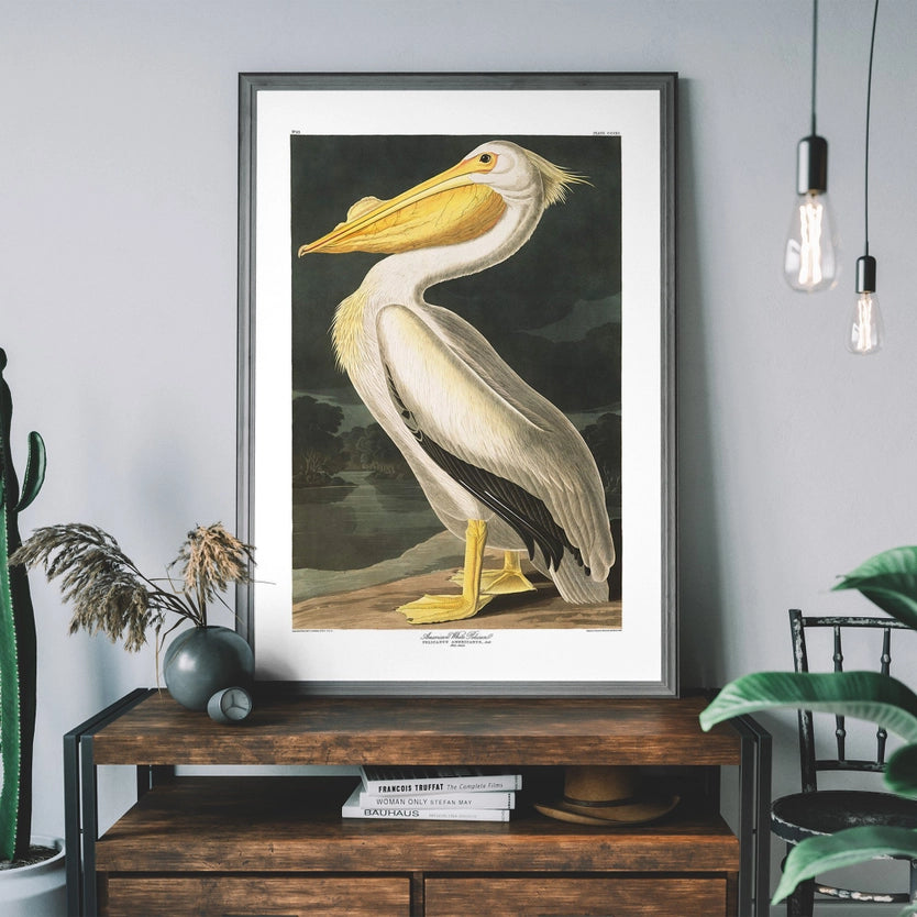 American White Pelican Vintage Antique Portrait Print