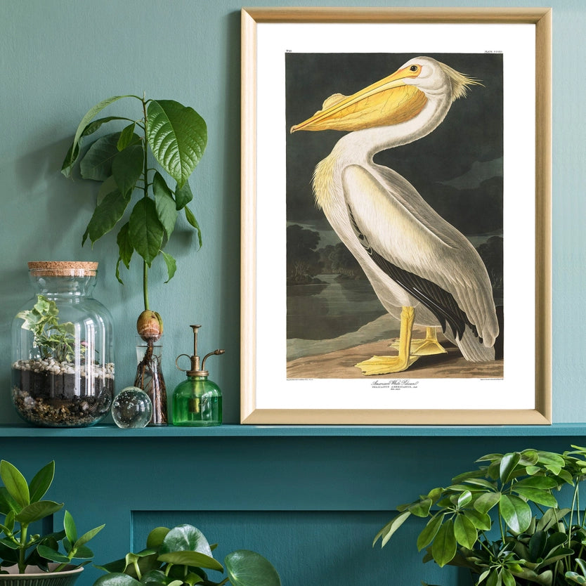 American White Pelican Vintage Antique Portrait Print