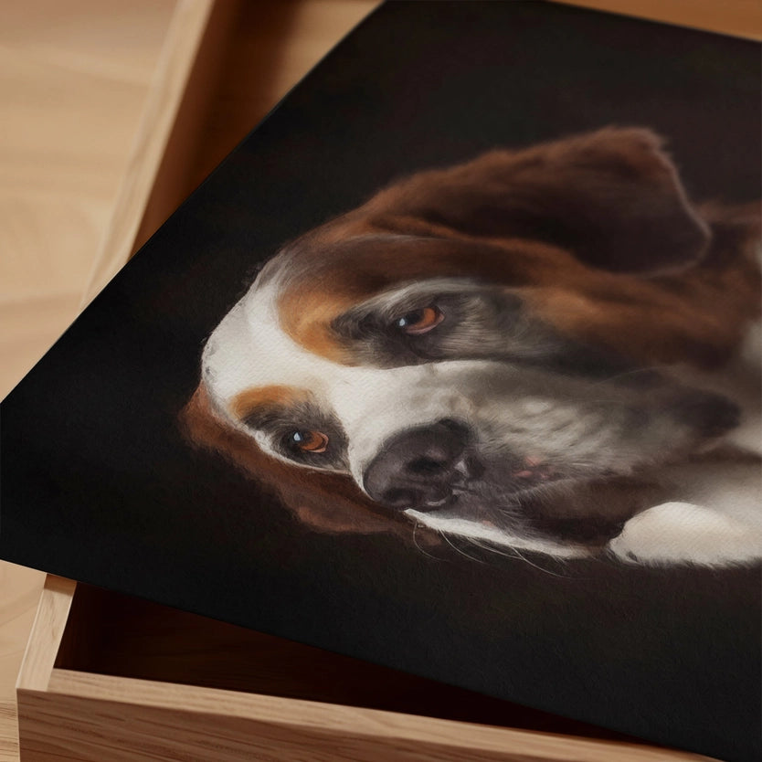 St Bernard Dog Portrait Print
