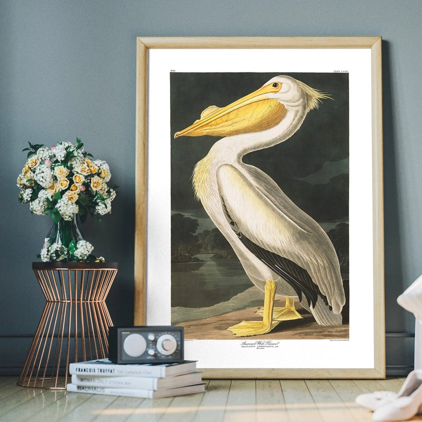 American White Pelican Vintage Antique Portrait Print