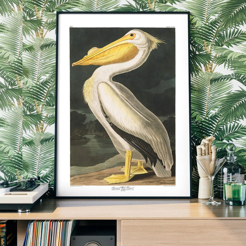 American White Pelican Vintage Antique Portrait Print