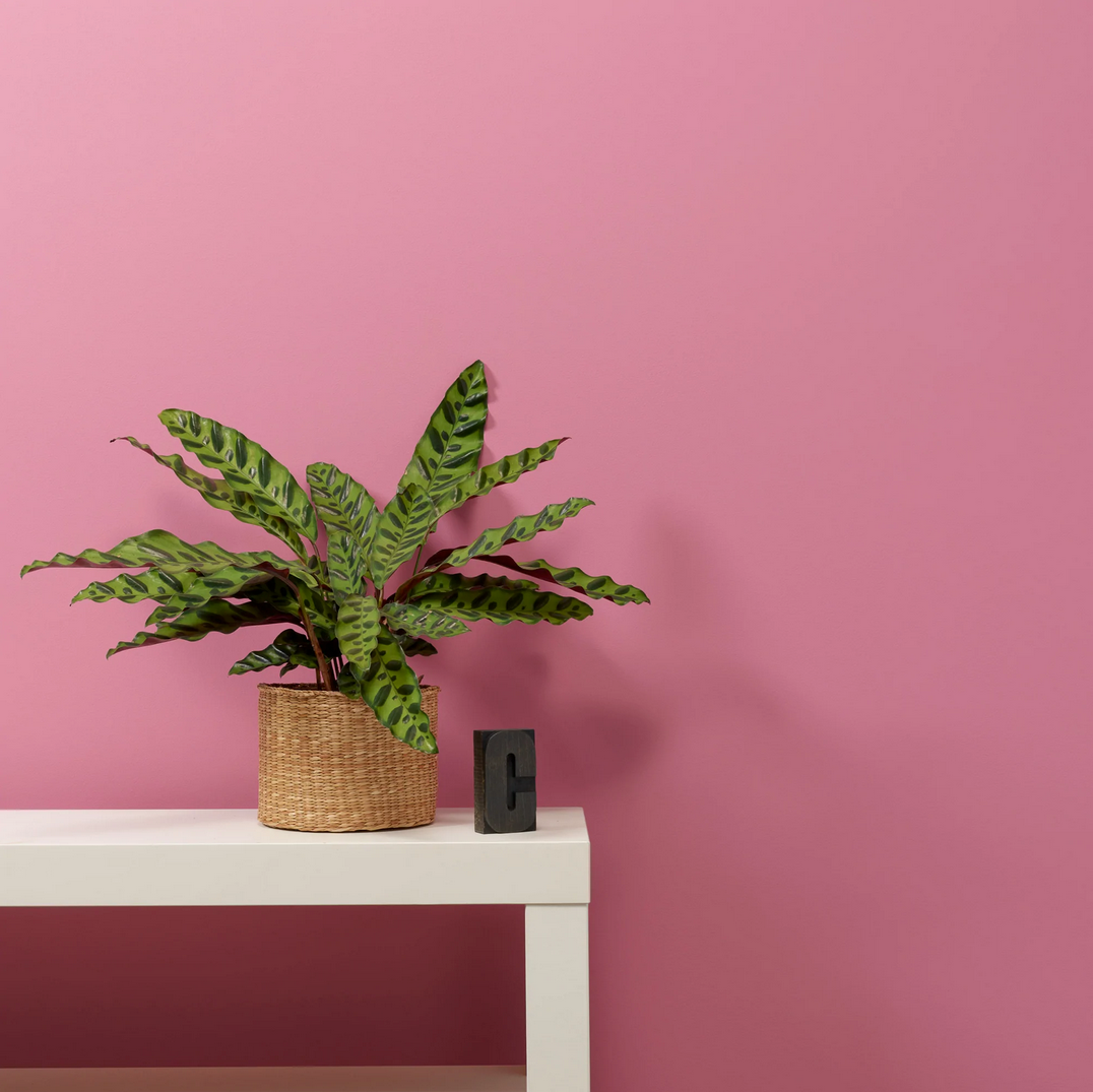Love Letter Wall Paint