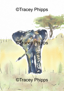 Baby Elephant watercolour