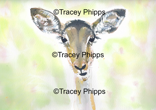 Impala watercolour