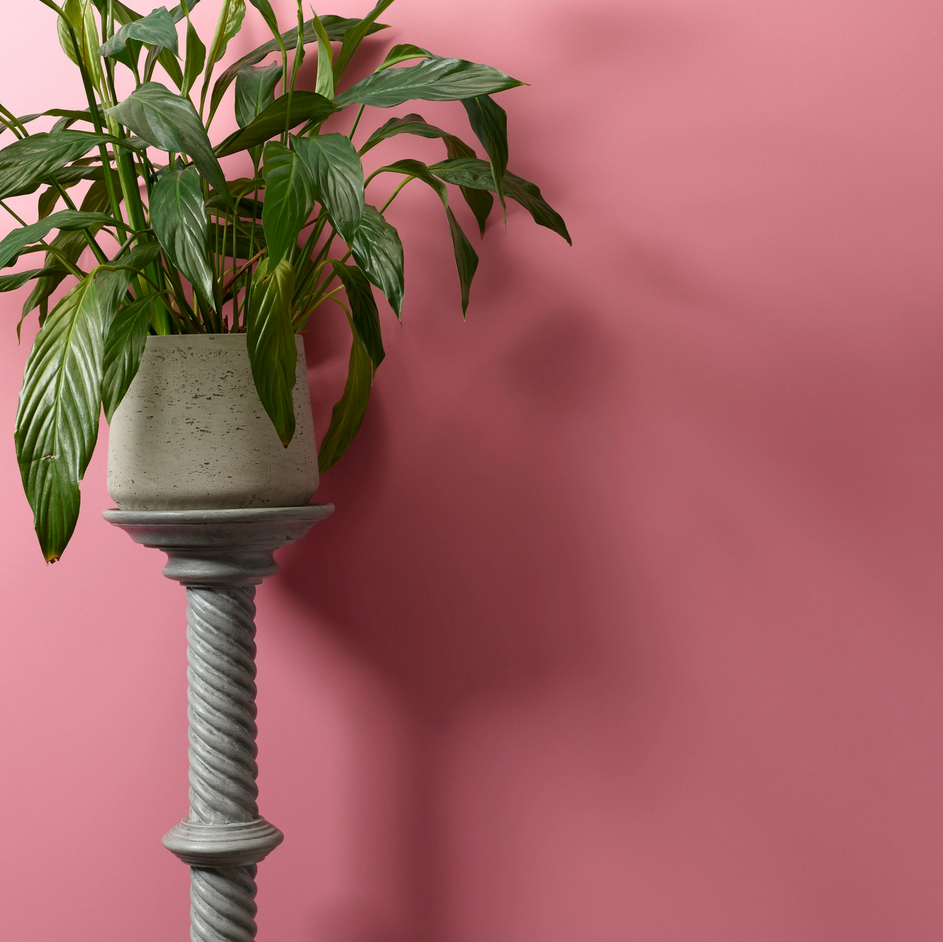 Macaroon Wall Paint