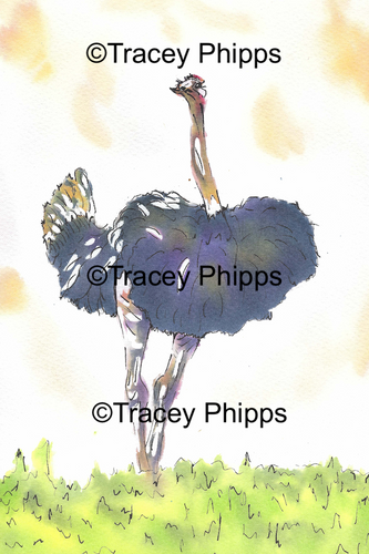 Ostrich watercolour